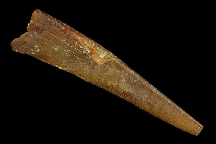 Bargain, Fossil Pterosaur (Siroccopteryx) Tooth - Morocco #127698